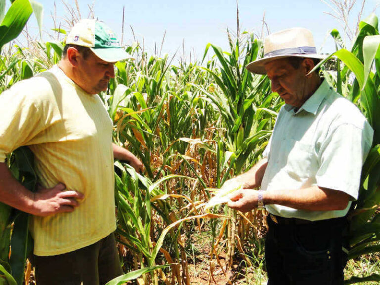 Agricultores acumulam prejuízo de R$ 5,3 milhões