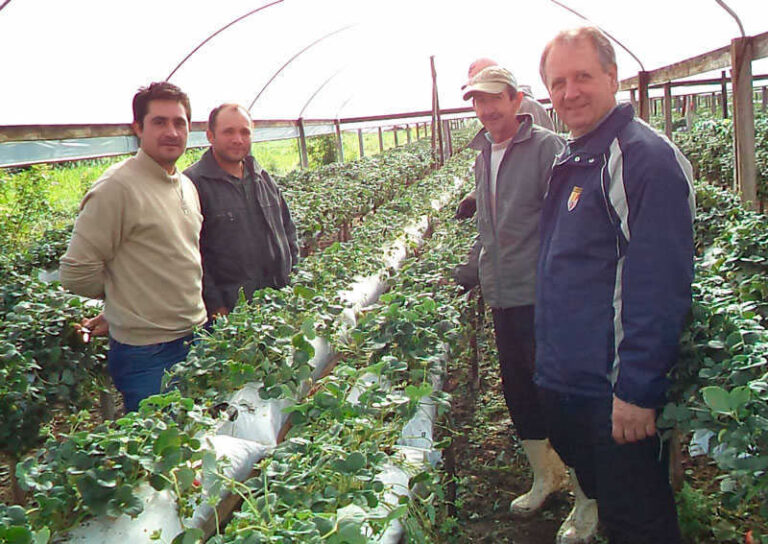 Produtores observam plantação de moranguinhos