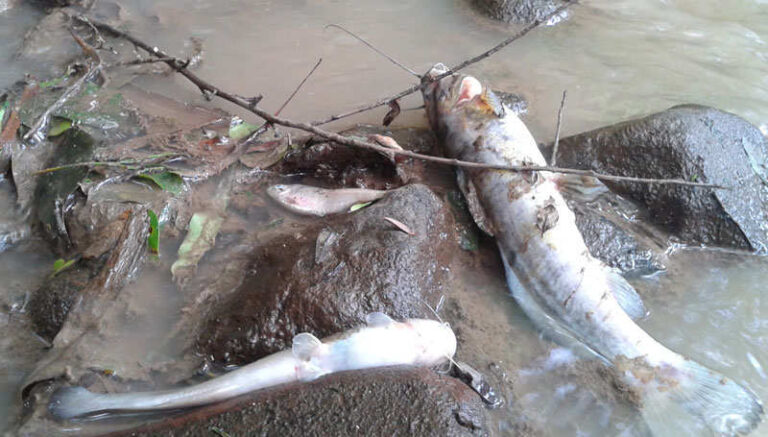 Poluição volta a provocar morte de peixes no arroio Jararaca