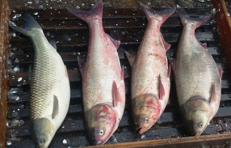 Sábado tem feira de peixe vivo em Rui Barbosa