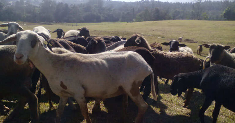 Criação de ovelhas, um bom negócio também para pequenas propriedades