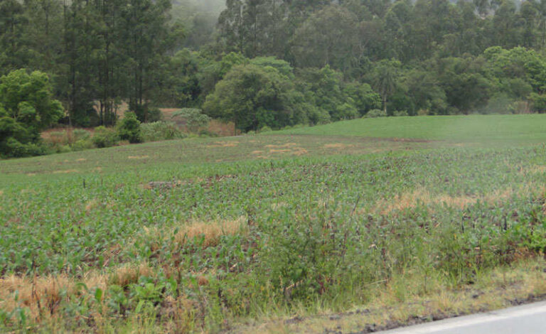 Chuva abaixo da média preocupa agricultores