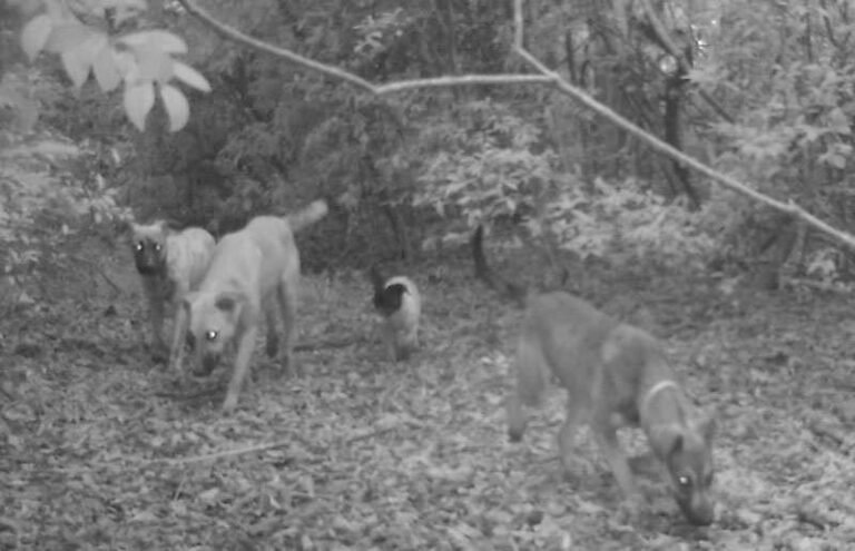 Pesquisador conclui relatório sobre ataques em Dona Rita