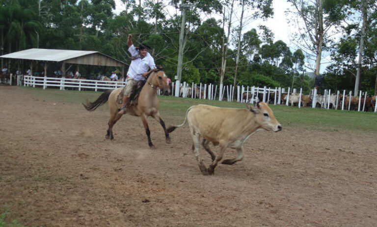 Rodeio Crioulo de Capitão teve a participação de 300 laçadores