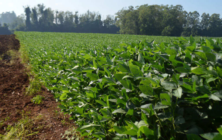 Clima favorável propicia bom desenvolvimento da soja
