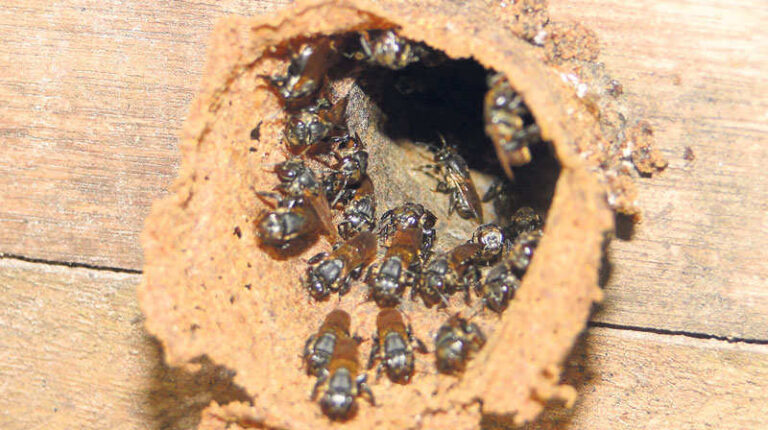 Meliponicultura será tema de Seminário Regional