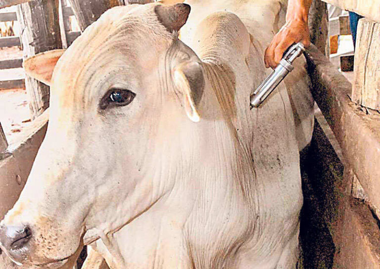 Iniciada a nova etapa de vacinação contra a aftosa