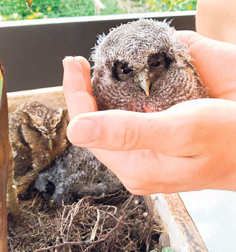 Com ninho em vaso de flor, corujinha do mato chama atenção pela mansidão e docilidade