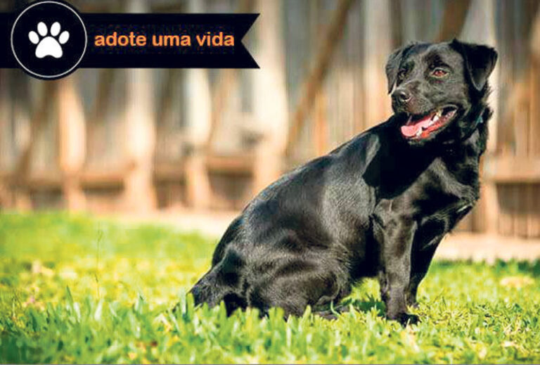 Feira de adoção de cães ocorre hoje e amanhã na Apaam