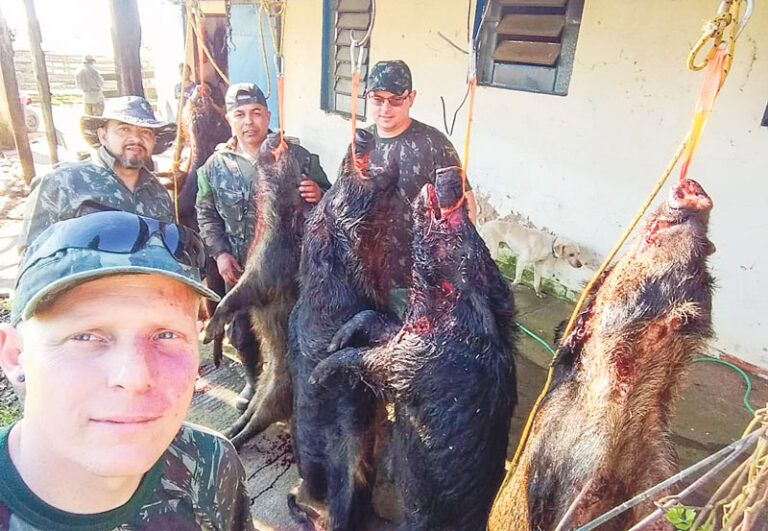 Arroio-meenses auxiliam no controle da população de javalis