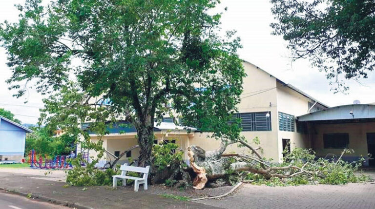 Umbu estava com as raízes comprometidas