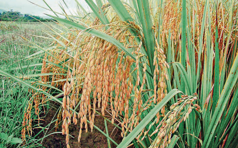 Cresce a projeção para a safra de arroz