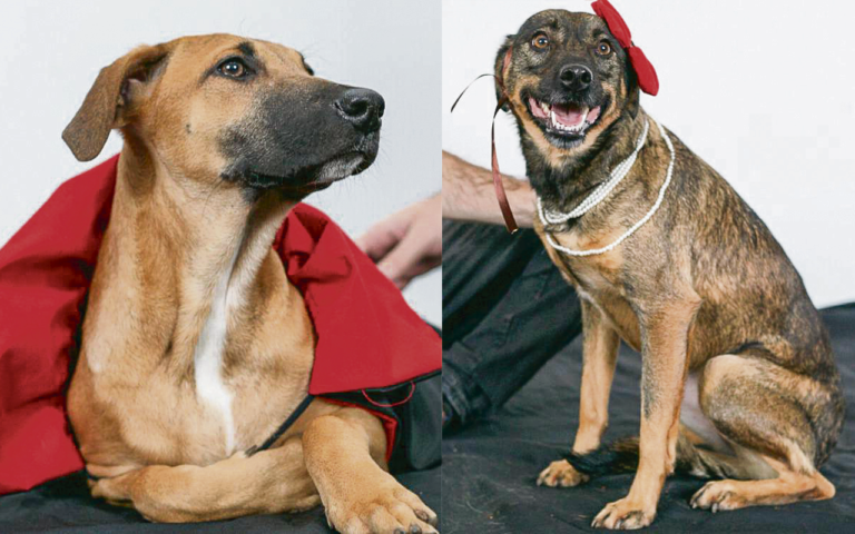 Colabore, os cães da Apaam precisam de você