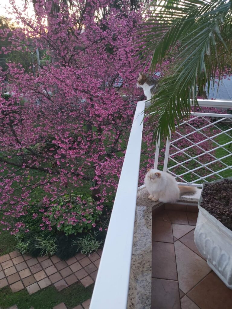 O encanto da cerejeira japonesa