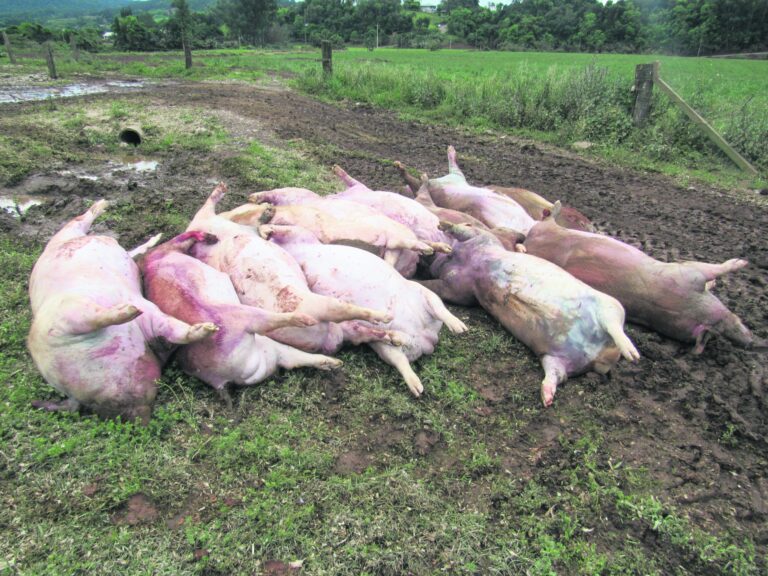 Agricultor perde mais de 220 suínos com enchente