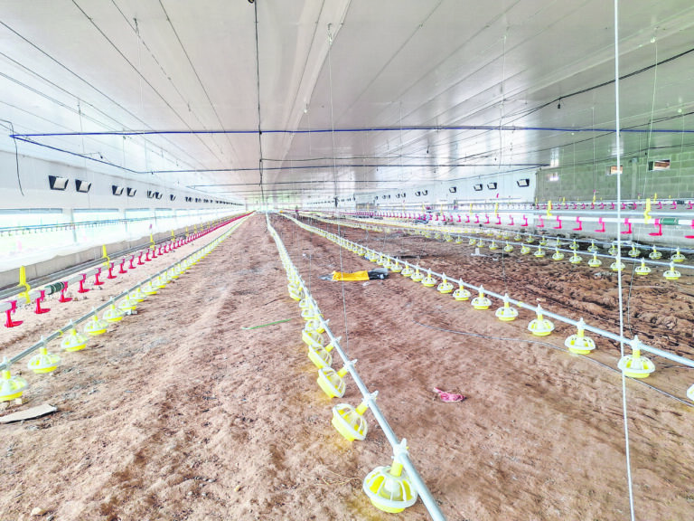 Avicultura registra crescimento de 134,48% em Marques de Souza