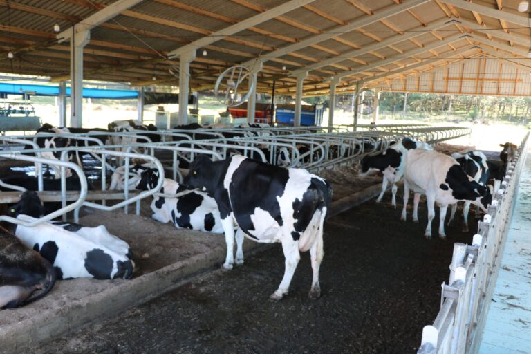 Anta Gorda programa oitavo Simpósio da Cadeia Produtiva do Leite