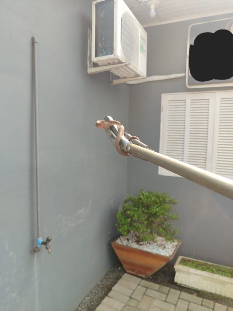 Bombeiros retiram serpente de residência em Arroio do Meio
