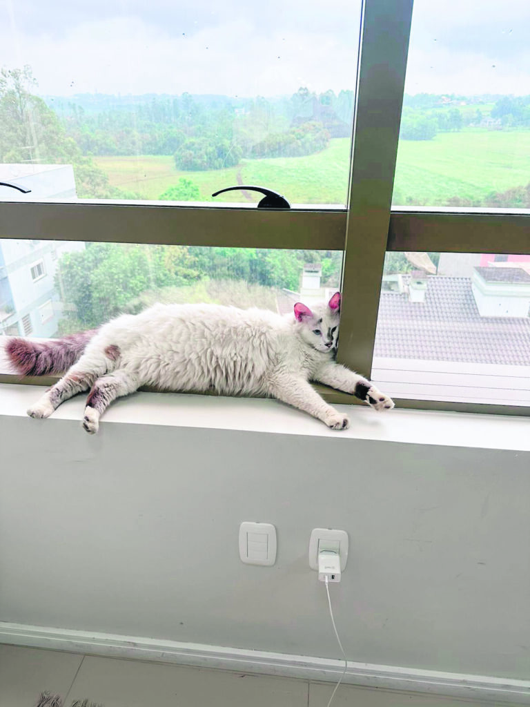Polenguinho: o gato que anda de elevador e visita clientes e pacientes