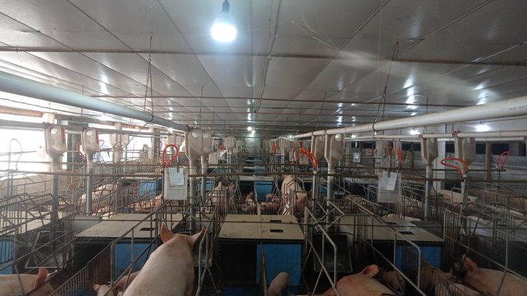 Do interior de Travesseiro, a força da suinocultura e um recado aos jovens: “O campo ainda vai ser muito valorizado”