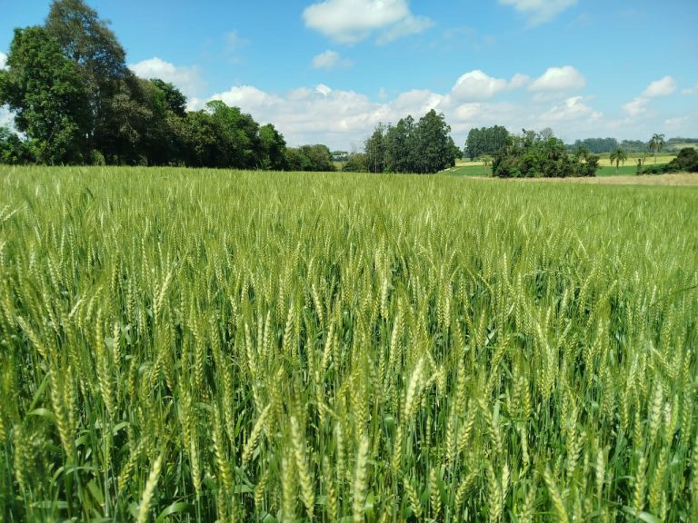 Safra de trigo em Arroio do Meio deve superar anos anteriores, mas área cultivada segue baixa